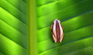 Afrixalus fornasinii Greater Leaffolding Frog