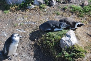 African penguins at the Stony Point colony in Betty's Bay in the Western Cape